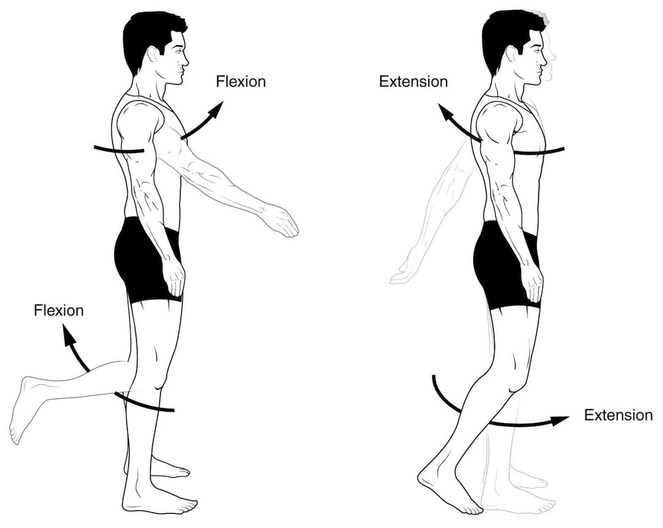 flexion-extension