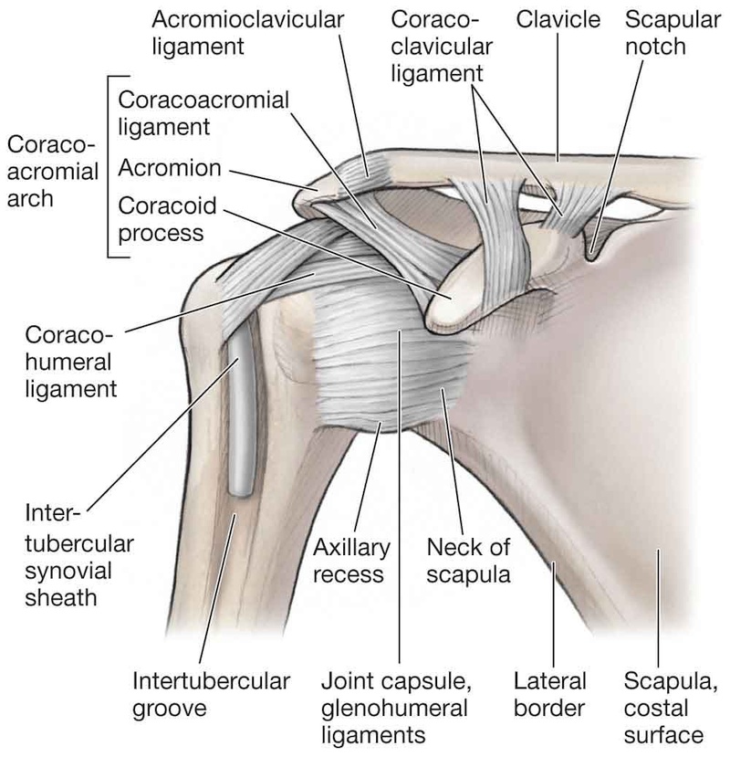 shoulder-ligaments