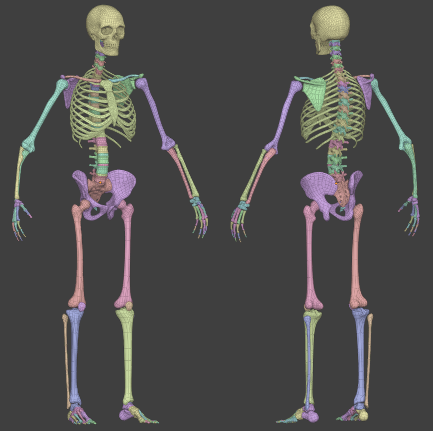 Human Skeleton model in Human Base Meshes v1.4.0